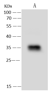 Western Blot: MGME1 Antibody - Azide and BSA Free [NBP3-23534] - NBP3-23534 at 1:500 dilution. Lane A: HepG2 Whole Cell Lysate. Lysates/proteins at 30 ug per lane. Secondary Goat Anti-Rabbit IgG (H+L) [HRP] at 1/10000 dilution. Developed using the ECL technique. Performed under reducing conditions. Predicted band size: 39 kDa. Observed band size: 35 kDa