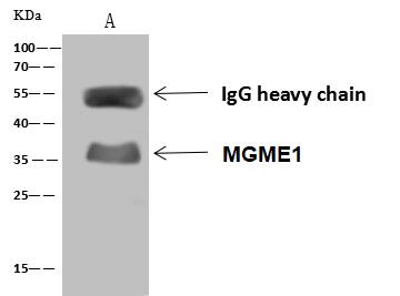 Immunoprecipitation: MGME1 Antibody - Azide and BSA Free [NBP3-23534] - C20orf72 was immunoprecipitated using: Lane A:0.5 mg HepG2 Whole Cell Lysate 4 µL NBP3-23534 and 60 ug of Immunomagnetic beads Protein A/G. Primary antibody: NBP3-23534,at 1:100 dilution Secondary antibody: Goat Anti-Rabbit IgG (H+L) [HRP] at 1/10000 dilution Developed using the ECL technique. Performed under reducing conditions. Predicted band size: 39 kDa Observed band size :35 kDa