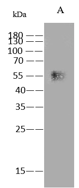 Western Blot: Influenza A H17N10 Hemagglutinin Antibody (09) - (A/little yellow-shouldered bat/Guatemala/164/2009) - Azide and BSA Free [NBP3-23535] - NBP3-23535 at 1:1000 dilution. Lane A: Influenza A H17N10 Hemagglutinin - (A/little yellow-shouldered bat/Guatemala/164/2009) Protein 30ng. Secondary Goat Anti-Mouse IgG (H+L)/HRP at 1/10000 dilution. Developed using the ECL technique. Performed under reducing conditions.