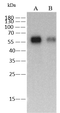 Western Blot: Influenza A H6N2 Hemagglutinin Antibody (13) - (A/chicken/Guangdong/C273/2011) - Azide and BSA Free [NBP3-23536] - NBP3-23536 at 1:1000 dilution. Sample: Influenza A H6N2 Hemagglutinin - (A/chicken/Guangdong/C273/2011) Protein. Lane A: 30ng. Lane B: 10ng Secondary Goat Anti-Mouse IgG (H+L) [HRP] at 1/10000 dilution. Developed using the ECL technique. Performed under reducing conditions.