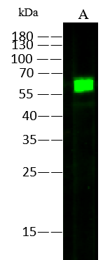 Western Blot AcmNPV gp64 Protein Antibody (06) - Azide and BSA Free