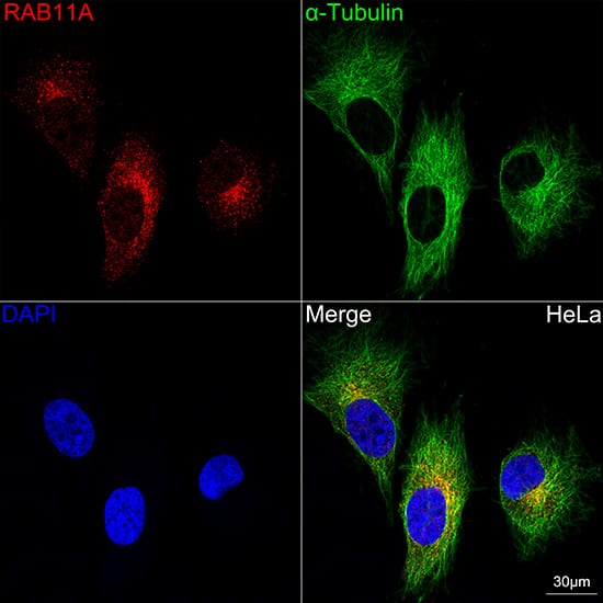 Immunohistochemistry: Tubulin alpha-1B Antibody (ARC51243) [NBP3-23538] - Immunohistochemistry analysis of paraffin-embedded Mouse testis tissue using Tubulin alpha-1B Rabbit mAb at a dilution of 1:200 (40x lens). High pressure antigen retrieval performed with 0.01M Citrate Bufferr (pH 6.0) prior to IHC staining.