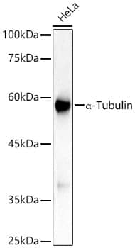 Western Blot: Tubulin alpha-1B Antibody  [NBP3-23538] - Western blot analysis of lysates from HeLa cells, using Tubulin alpha-1B Rabbit mAb  at 1:1000 dilution.Secondary antibody: HRP Goat Anti-Rabbit IgG (H+L)  at 1:10000 dilution.Lysates/proteins: 25ug per lane.Blocking buffer: 3% nonfat dry milk in TBST.Detection: ECL Basic Kit .Exposure time: 0.5s.