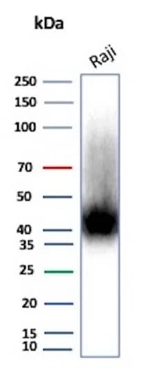 Western Blot Analysis of Raji cell lysate using CD38 Antibody (rCD38/8334).