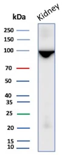 Western Blot Analysis of Human Kidney lysate using Neprilysin/CD10 Antibody (MME/8281R).