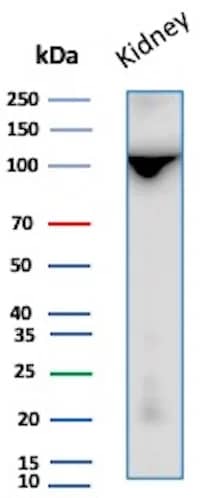 Western Blot Analysis of Human Kidney lysate using Neprilysin/CD10 Antibody (MME/8281R).