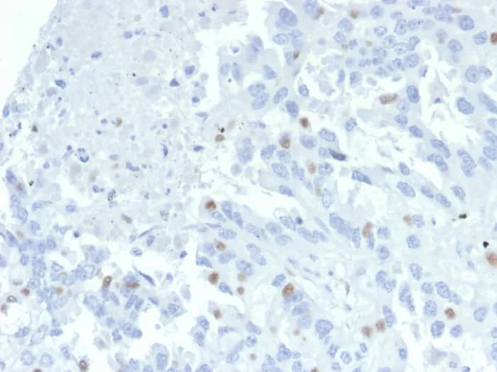 Immunohistochemistry-Paraffin ZNF232 Antibody (PCRP-ZNF232-2B3)