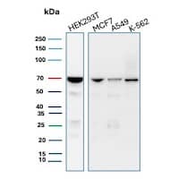 Western blot analysis of  HEK293T, MCF7, A549 and K-562 cell lysates using IMP3 Antibody (IMP3/8934R).