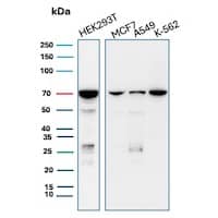 Western blot analysis of  HEK293T, MCF7, A549 and K-562 cell lysates using IMP3 Antibody (IMP3/8985R).
