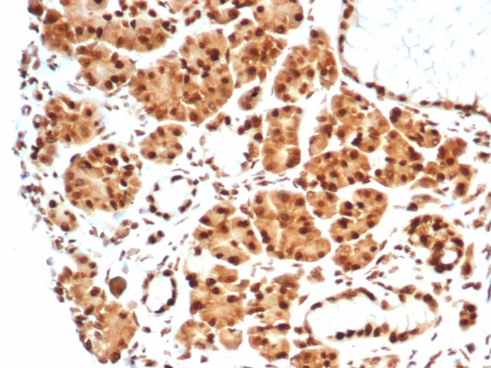 Formalin-fixed, paraffin-embedded human salivary gland stained with HspA1B antibody (HSPA1B/7628). HIER: Tris/EDTA, pH9.0, 45min. Secondary: HRP-polymer, 30min. DAB, 5min.