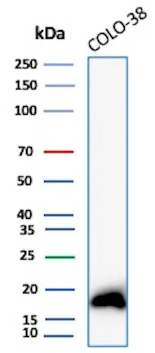 Western Blot Analysis of Colo-38 lysate using Melan-A/MART-1 Antibody (rMLANA/8180).