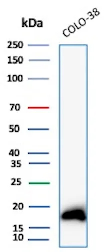 Western Blot Analysis of COLO38 lysate using Melan-A/MART-1 Antibody (rMLANA/8180).