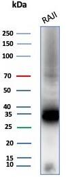 Western blot analysis of Raji cell lysate using CD74 antibody (CLIP/8680R).