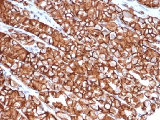 Immunohistochemistry-Paraffin: E-Cadherin Antibody (rCDH1/6769) [NBP3-23653] - IHC analysis of formalin-fixed, paraffin-embedded human stomach. Stained using E-Cadherin Antibody (rCDH1/6769) at 2ug/ml in PBS for 30min RT. HIER: Tris/EDTA, pH9.0, 45min. 2°C: HRP-polymer, 30min. DAB, 5min.