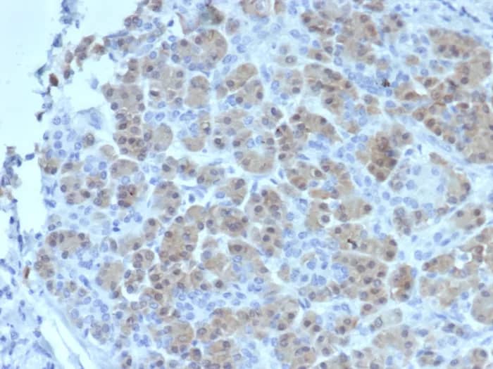 Immunohistochemistry-Paraffin: BRCA2 Antibody (BRCA2/2158) [NBP3-23660] - Formalin-fixed, paraffin-embedded human salivary gland stained with BRCA2 Antibody (BRCA2/2158). HIER: Tris/EDTA, pH9.0, 45min. 2°C: HRP-polymer, 30min. DAB, 5min.