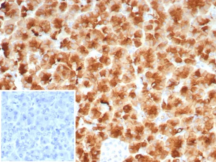 Immunohistochemistry-Paraffin: GP2 Antibody (rGP2/8617) [NBP3-23665] - Formalin-fixed, paraffin-embedded human pancreas stained with GP2 Antibody (rGP2/8617). Inset: PBS instead of primary antibody; secondary only negative control.