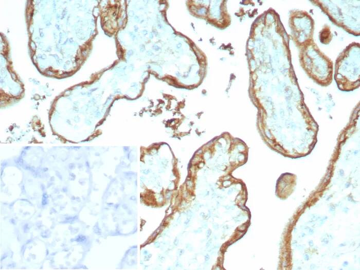 Immunohistochemistry-Paraffin: EMMPRIN/CD147 Antibody (BSG/9223R) [NBP3-23674] - Formalin-fixed, paraffin-embedded human placenta stained with EMMPRIN/CD147 Antibody (BSG/9223R). Inset: PBS instead of primary antibody; secondary only negative control.