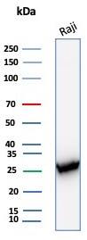 Western blot analysis of Raji cell lysate using PCNA antibody (PCNA/8303R).