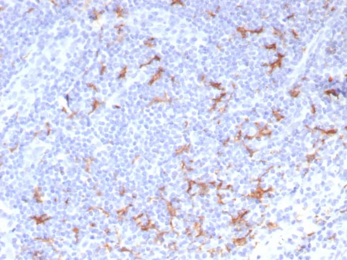 Immunohistochemistry-Paraffin: CD163L1 Antibody (CD163L1/7971) [NBP3-23697] - Formalin-fixed, paraffin-embedded human tonsil stained with CD163L1 Antibody (CD163L1/7971). HIER: Tris/EDTA, pH9.0, 45min. 2°C: HRP-polymer, 30min. DAB, 5min.