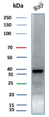 Western Blot Analysis of Raji lysate using PCNA Antibody (PCNA/8633R).