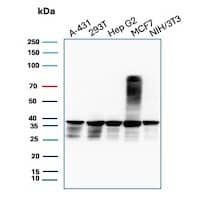 Western Blot Analysis of A-431, 293T, Hep G2, MCF7 and NIH/3T3 cell lysates using PCNA Antibody (PCNA/8633R).