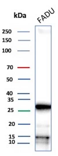 Western Blot DRAP1 Antibody (PCRP-DRAP1-1A12)