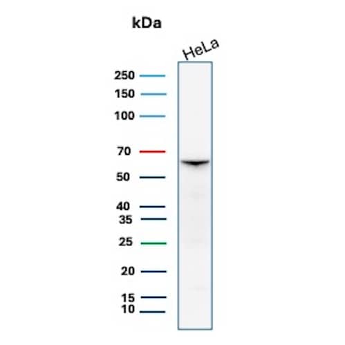 Western Blot Analysis of HeLa cell lysate using Smad4 Antibody (SMAD/7906R)
