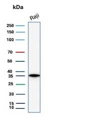 Western Blot Analysis of Raji cell lysate using CD20 Antibody (rMS4A1/8044).