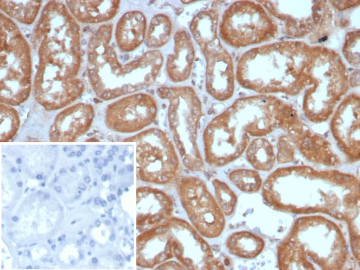 Formalin-fixed, paraffin-embedded human kidney stained with ALDH1L1 antibody (ALDH1L1/7958). Inset: PBS instead of primary antibody; secondary only negative control.