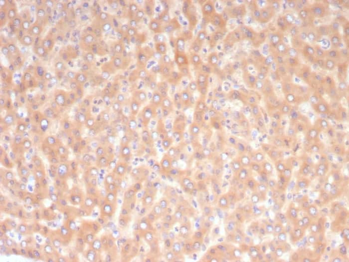 Immunohistochemistry-Paraffin: ALDH1L1 Antibody (ALDH1L1/7968) [NBP3-23774] - Formalin-fixed, paraffin-embedded human liver stained with ALDH1L1 Antibody (ALDH1L1/7968). HIER: Tris/EDTA, pH9.0, 45min. 2°C: HRP-polymer, 30min. DAB, 5min.