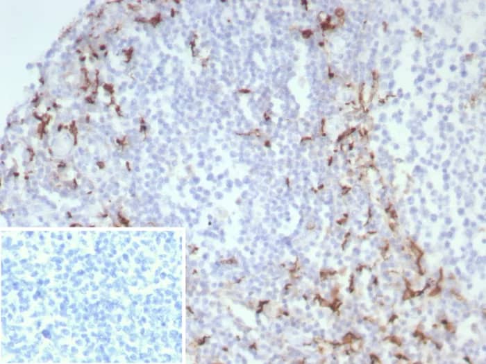 Immunohistochemistry-Paraffin: CD163 Antibody (M130/8822R) [NBP3-23775] - Formalin-fixed, paraffin-embedded human tonsil stained with CD163 Antibody (M130/8822R). Inset: PBS instead of primary antibody; secondary only negative control.