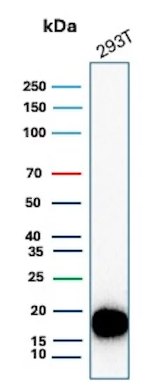 Western Blot Analysis of 293T lysate using Survivin Antibody (BIRC5/8987R).