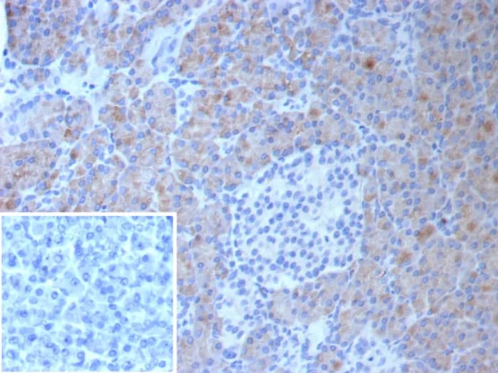 Immunohistochemistry-Paraffin: CLPS Antibody (CLPS/9027) [NBP3-23824] - Formalin-fixed, paraffin-embedded human pancreas stained with CLPS Antibody (CLPS/9027). Inset: PBS instead of primary antibody; secondary only negative control.