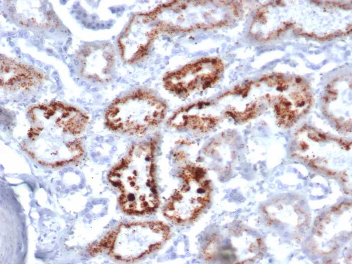 Immunohistochemistry-Paraffin: RBP4/Retinol-Binding Protein 4 Antibody (RBP4/4046) [NBP3-23835] - Formalin-fixed, paraffin-embedded human kidney stained with RBP4/Retinol-Binding Protein 4 Antibody (RBP4/4046). HIER: Tris/EDTA, pH9.0, 45min. 2°C: HRP-polymer, 30min. DAB, 5min.