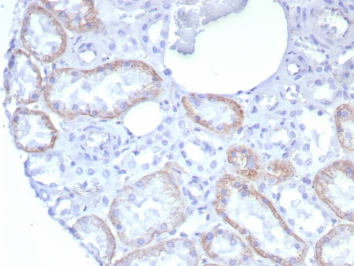 Formalin-fixed, paraffin-embedded human kidney stained with N-Cadherin antibody (rCDH2/8291). HIER: Tris/EDTA, pH9.0, 45min. Secondary: HRP-polymer, 30min. DAB, 5min.