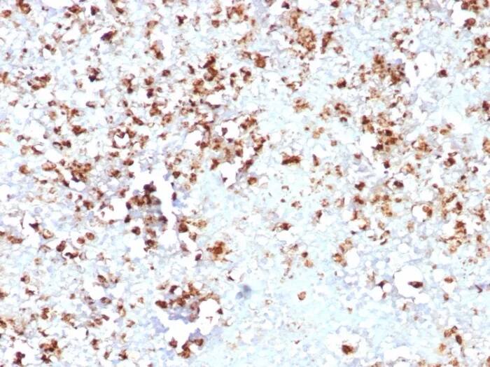 Immunohistochemistry-Paraffin: Myeloperoxidase/MPO Antibody (MPO/8631R) [NBP3-23859] - Formalin-fixed, paraffin-embedded human spleen stained with Myeloperoxidase/MPO Antibody (MPO/8631R). HIER: Tris/EDTA, pH9.0, 45min. 2°C: HRP-polymer, 30min. DAB, 5min.