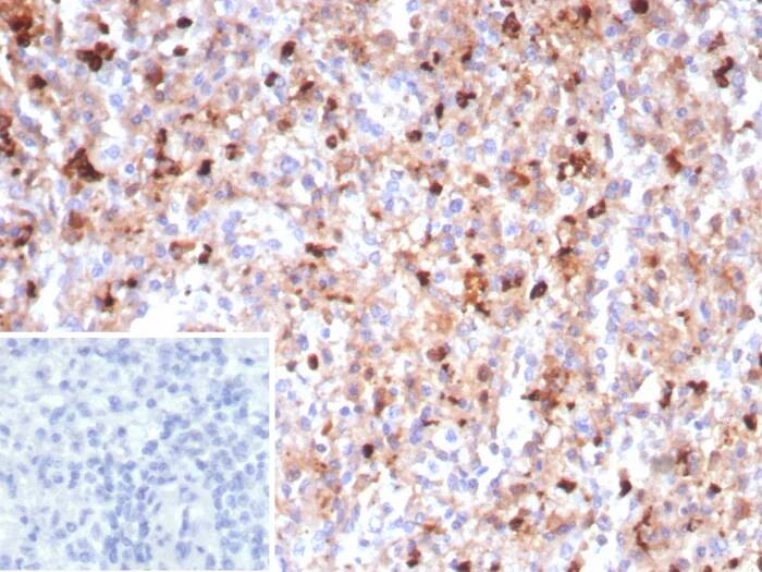 Immunohistochemistry-Paraffin: Myeloperoxidase/MPO Antibody (MPO/8290R) [NBP3-23861] - Formalin-fixed, paraffin-embedded human spleen stained with Myeloperoxidase/MPO Antibody (MPO/8290R). Inset: PBS instead of primary antibody; secondary only negative control.