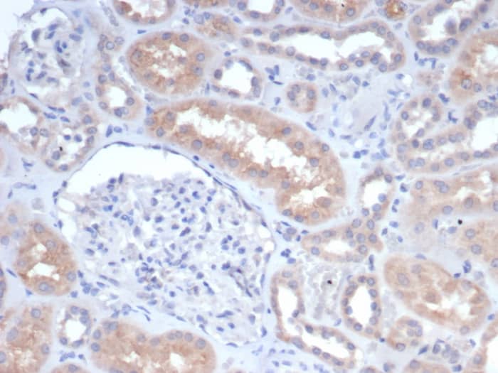 Formalin-fixed, paraffin-embedded human kidney stained with GCLM antibody (GCLM/4068). HIER: Tris/EDTA, pH9.0, 45min. Secondary: HRP-polymer, 30min. DAB, 5min.