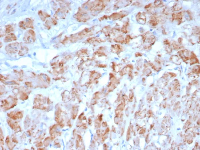 Immunohistochemistry-Paraffin: Myosin heavy chain 11 Antibody (MYH11/8185R) [NBP3-23912] - Formalin-fixed, paraffin-embedded human smooth muscle stained with Myosin heavy chain 11 Antibody (MYH11/8185R). HIER: Tris/EDTA, pH9.0, 45min. 2°C: HRP-polymer, 30min. DAB, 5min.