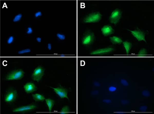 Immunocytochemistry/ Immunofluorescence: Glucagon Antibody [NBP3-23954] - Immunofluorescence of Glucagon Antibody. Cell Line: U20S cells. Fixative: 4% PFA. Permeabilization: 0.3% Triton X-100. Primary Antibody: Anti-Glucagon at 15µg/mL overnight at 2-8°C. Secondary Antibody: Goat Anti-Rabbit IgG DyLight™488 at 5µL/mL for 1hr at RT. Nuclear Counterstain: DAPI. Staining: (A). DAPI. (B). Anti-Glucagon + DyLight™488 secondary. (C). Merge A+B. (D). secondary only. Localization expected: Cytoplasm.