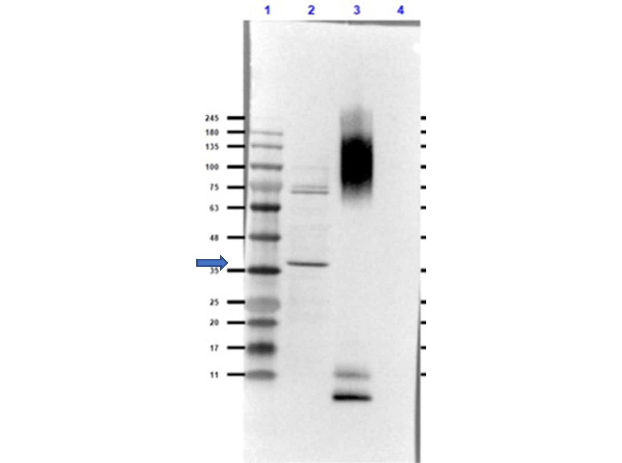 Western Blot: Glucagon Antibody [NBP3-23954] - Western Blot of Glucagon Antibody. Lane 1: Opal Prestained Molecular Weight. Lane 2: COS-7 Lysate - reduced (20µg). Lane 3: BSA Conjugated Glucagon peptide - reduced (0.02µg).Lane 4: Insulin - reduced (0.05µg). Primary Antibody: Anti-Glucagon [Rabbit] Antibody at 1.0µg/mL overnight at 2-8°C. Secondary Antibody: Goat Anti-Rabbit IgG (MX10) Peroxidase conjugated at 1:70,000 for 30mins at RT. Block: Blocking Buffer for Fluorescent Western Blotting for 1hr at RT.Expected MW: ~21kDa. Observed MW: endogenous detection in COS-7 Lysate at ~35kDa. Glucagon peptide is detected at the MW of BSA. No cross-reactivity with insulin is observed.Exposure: 25 sec.