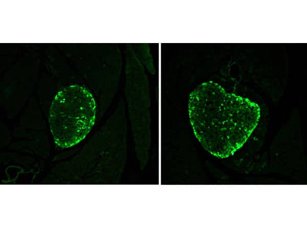 Immunohistochemistry: Glucagon Antibody [NBP3-23954] - Immunohistochemistry results using Glucagon Antibody. Tissue: alpha cells in CD1 mouse pancreatic islets. Fixation: 4% paraformaldehyde. Antigen Retrieval: 10mM Sodium Citrate buffer for 10 mins at 95-100°C. Blocking: PBS, 1% ovalbumin, 0.3% Triton X-100. Primary Antibody: Anti-Glucagon at 1:100 overnight at RT. Secondary Antibody: Anti-Rabbit Alexa Fluor 488 at 1:500 for 1hr at RT. Original magnification 20x. Courtesy of Prof. Merighi, University of Turin.