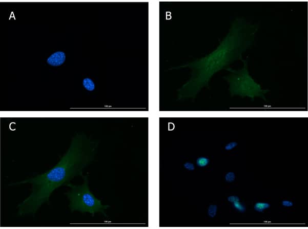 Immunocytochemistry/ Immunofluorescence: Glucagon Antibody [NBP3-23954] - Immunofluorescence of Glucagon Antibody. Cell Line: NIH/3T3 cells. Fixative: 4% PFA. Permeabilization: Triton X-100. Primary Antibody: Anti-Glucagon at 15µg/mL overnight at 2-8°C. Secondary Antibody: Goat Anti-Rabbit IgG DyLight™488 at 5µL/mL for 1hr at RT. Nuclear Counterstain: DAPI. Staining: (A). DAPI. (B). Anti-Glucagon + DyLight™488 secondary. (C). Merge A+B. (D). secondary only. Localization expected: Cytoplasm.