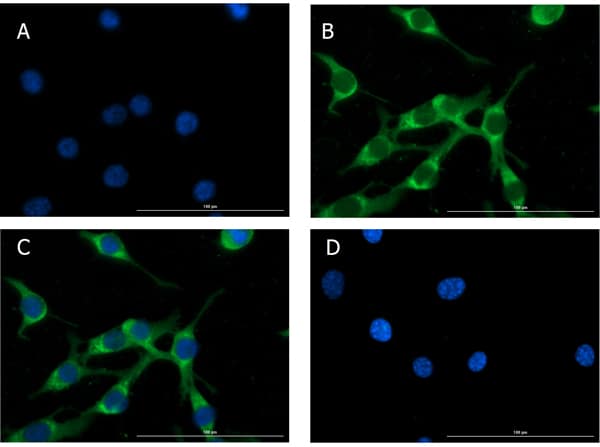 Immunocytochemistry/ Immunofluorescence: Glucagon Antibody [NBP3-23954] - Immunofluorescence of Glucagon Antibody. Cell Line: NIH/3T3 cells. Fixative: 100% Methanol. Permeabilization: Triton X-100. Primary Antibody: Anti-Glucagon at 15µg/mL overnight at 2-8°C. Secondary Antibody: Goat Anti-Rabbit IgG DyLight™488 at 5µL/mL for 1hr at RT. Nuclear Counterstain: DAPI. Staining: (A). DAPI. (B). Anti-Glucagon + DyLight™488 secondary. (C). Merge A+B. (D). secondary only. Localization expected: Cytoplasm.