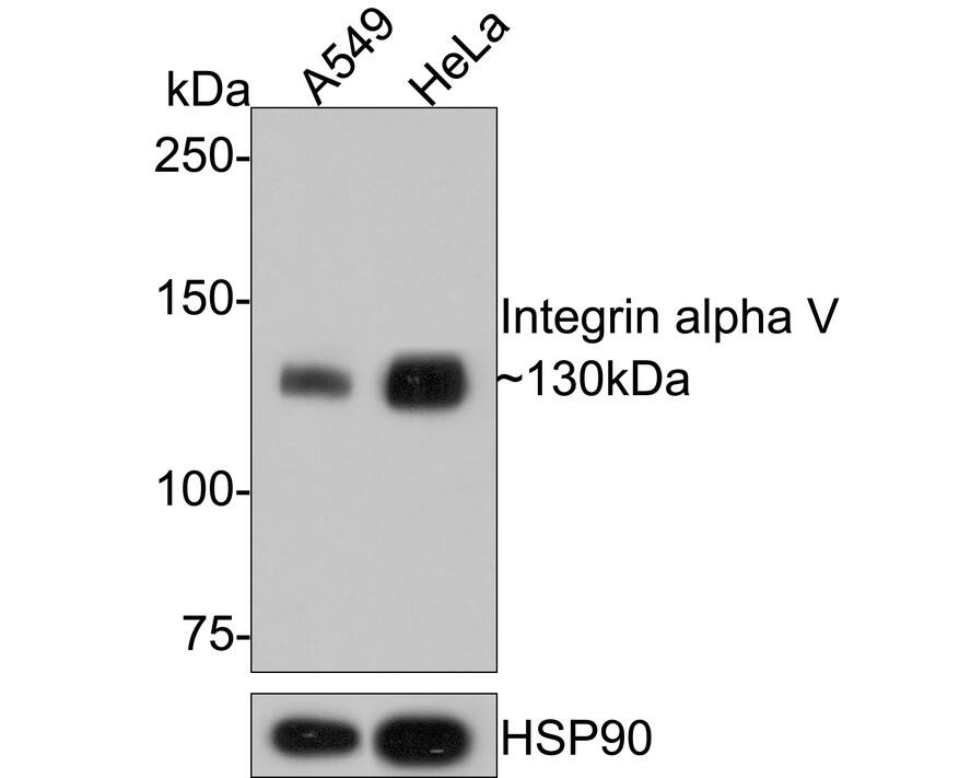 Western blot analysis on different lysates with NBP3-23955 at 1/5,000 dilution. Lane 1: A549 cell lysate Lane 2: HeLa cell lysate Lysates/proteins at 10 µg/Lane. Predicted band size: 116 kDa Observed band size: 130 kDa Exposure time: 4 minutes; 6% SDS-PAGE gel. Proteins were transferred to a PVDF membrane and blocked with 5% NFDM/TBST for 1 hour at room temperature. NBP3-23955 at 1/5,000 dilution was used in 5% NFDM/TBST at room temperature for 2 hours. Goat Anti-Rabbit IgG [HRP] Secondary Antibody at 1:200,000 dilution was used for 1 hour at room temperature.