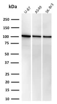 Western Blot: MVP Antibody (r1032) - Azide and BSA Free [NBP3-23976] - Western blot analysis of U-87, A549 & SK-BR3 cell lysate using MVP Antibody (r1032)