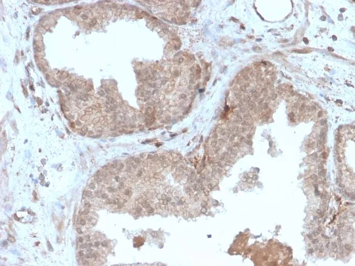 Immunohistochemistry-Paraffin: MVP Antibody (r1032) - Azide and BSA Free [NBP3-23976] - Formalin-fixed, paraffin-embedded human prostate stained with MVP Antibody (r1032)