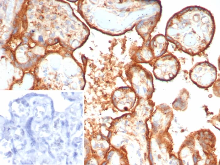 Formalin-fixed, paraffin-embedded human placenta stained with HEXB antibody (HEXB/7762) - Azide and BSA Free. Inset: PBS instead of primary antibody; secondary only negative control.