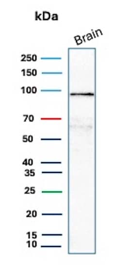 Western Blot Analysis of human brain lysate using beta-Catenin Antibody (CTNNB1/8280R) - Azide and BSA Free. 