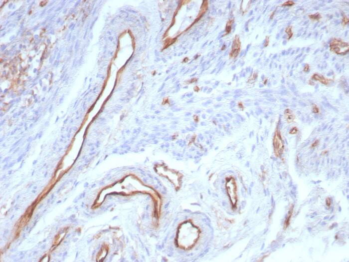 Formalin-fixed, paraffin-embedded human uterus stained withCD31/PECAM-1 antibody (rPECAM1/8830) - Azide and BSA Free. HIER: Tris/EDTA, pH9.0, 45min. Secondary: HRP-polymer, 30min. DAB, 5min.